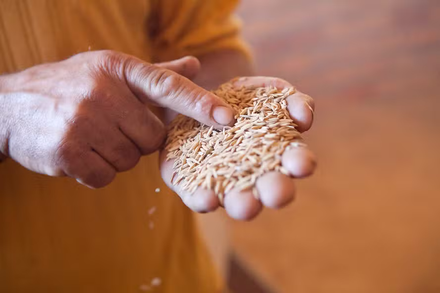 Preço do arroz cai para o menor valor desde junho de 2022