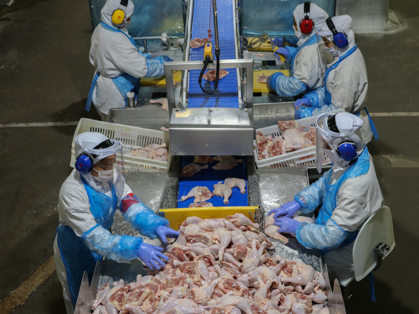 Brasil não tem capacidade de armazenar carne de frango excedente