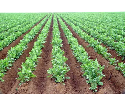 Bom Jesus atrasa plantio e colheita de batata