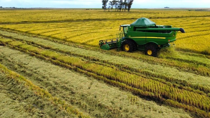 Arroz: Reta Final da Safra 2025/26